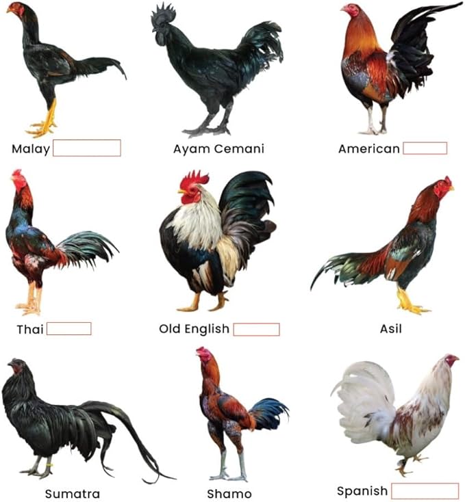 GALLOVITA for Roosters 100 Tablets Vitamins Minerals Aminoacids for Rooster Hens Chickens Gamefowl