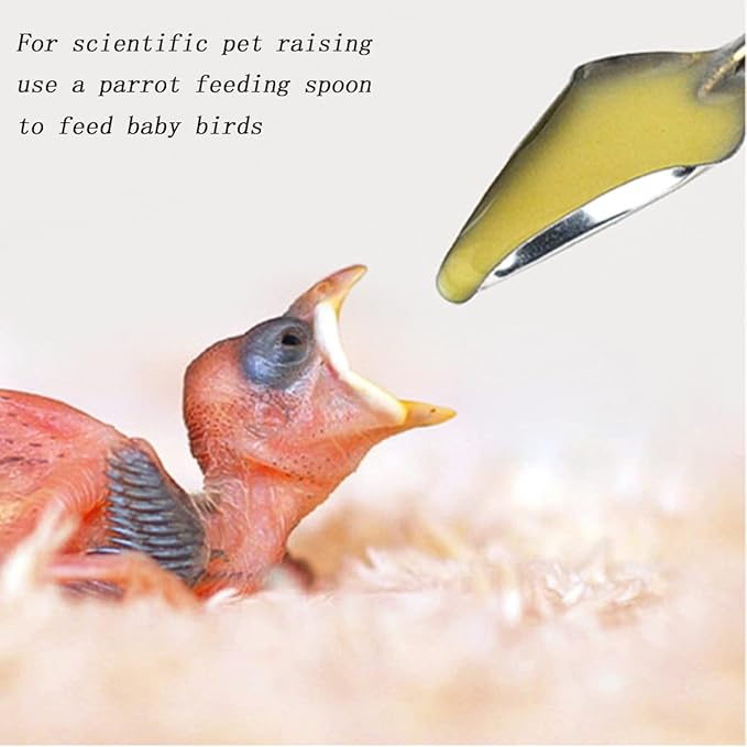 6 Stainless Steel Pet Feeding Spoons, Parrot Feeding Tool, Chick Bird Feeder.