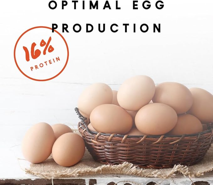 Manna Pro Chicken Feed, 16% Protein Layer Crumbles with Probiotics- Digestive Health, Complete Feed for Laying Hens to Support Egg Production, Nutrient-Rich Chicken Food, Made in USA, 8 lb(Pack of 2)