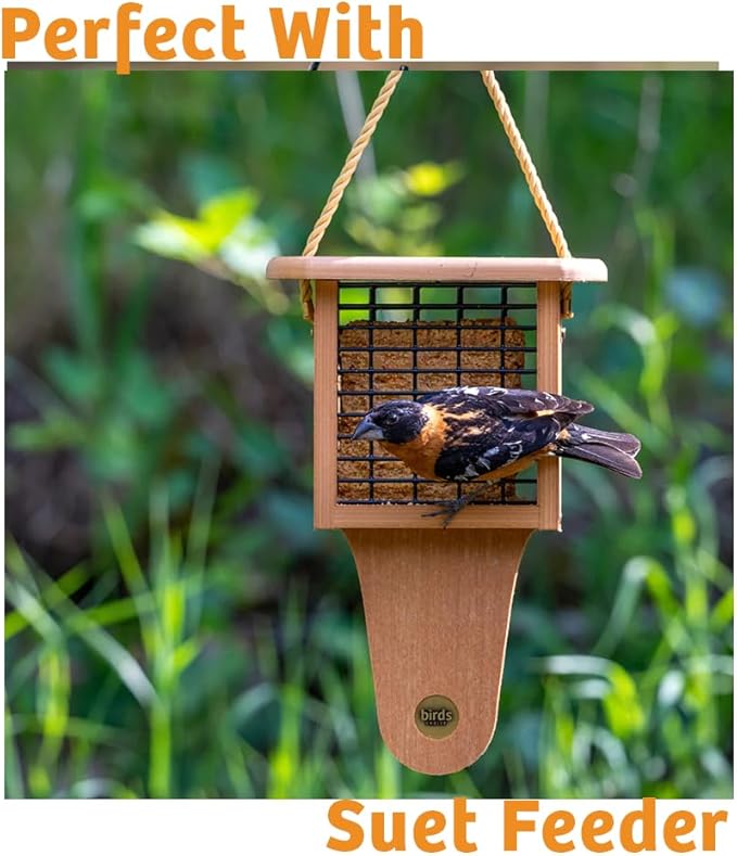Birds Choice Trail Blazin' Spicy Bird Seed Cake | Squirrel Proof Wild Bird Food with Red Pepper | Black Oil Sunflower Seeds, Peanuts, Safflower & Pecans | High Protein Bird Feeder | 0.5 lbs (6-Pack)