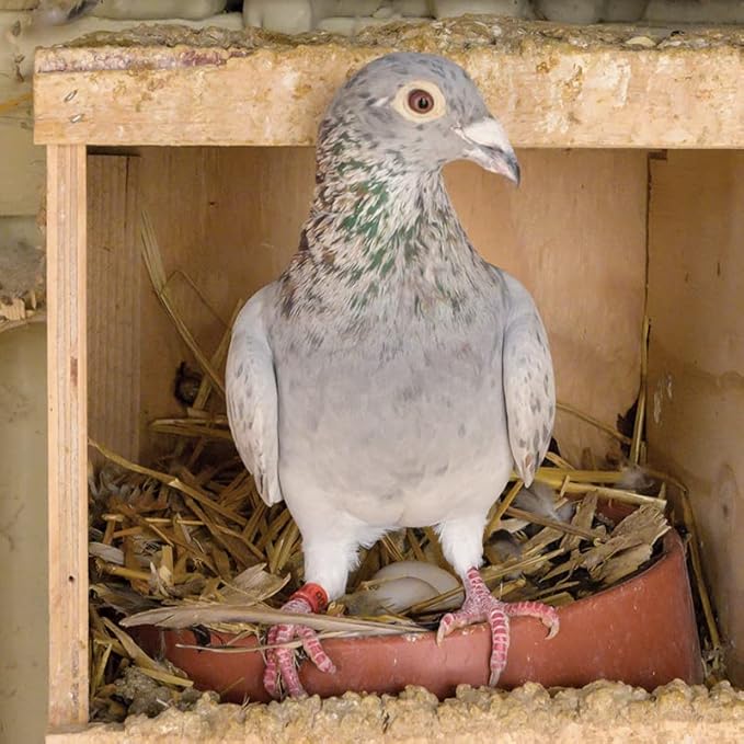 Premier 1 Easy to Clean Plastic Nest for Pigeons (Nesting Mat - 10 Pack)