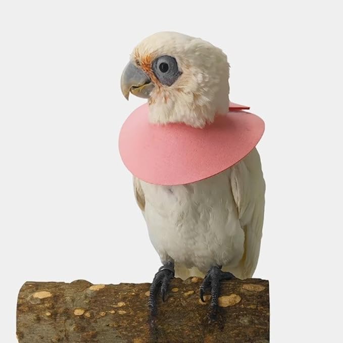 Pet Parrot Anti-bite Elizabethan Collars, Anti-Grab Feather Plucking Wound Healing Safety Collar, Protective Recovery Cones for Budgerigar Lovebird Cockatiel Cockatoo (Medium)