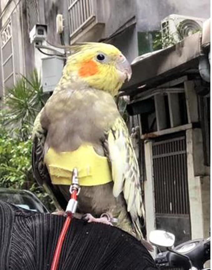 Bird Flight Harness Vest, Parrot Flight Suit with Leash for Parakeets Cockatiels Conures Budgies, Bird Flying Clothes with Rope and Handle for Outdoor Activities Training (M,Yellow)