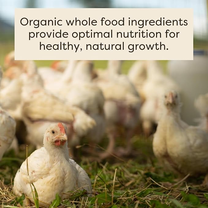 Scratch and Peck Whole Grain Grower Mash Broiler Chicken Feed - 40 lbs Bag - Soy-Free - 19% Protein, Certified Organic and Non-GMO Project Verified Chicken Food