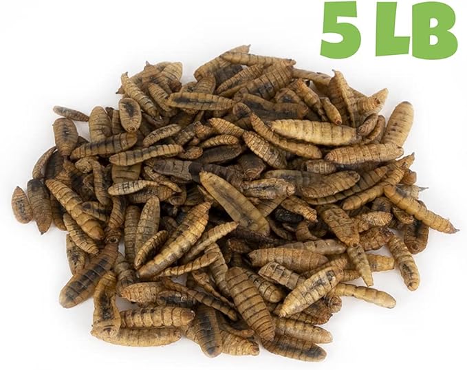 North American Grown Dried Black Soldier Fly Larvae (5lbs) - More Calcium Than Mealworms - Treats for Chickens, Wild Birds, & Reptiles …