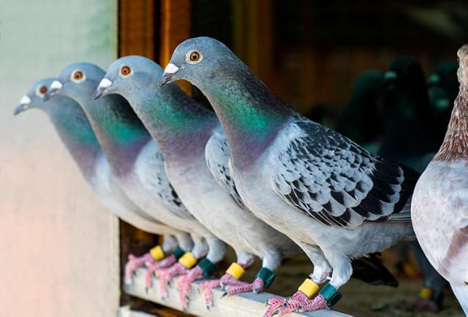 Garlic Oil Premium Quality Oil for Pigeons Aceite de AJO para Palomas 16oz
