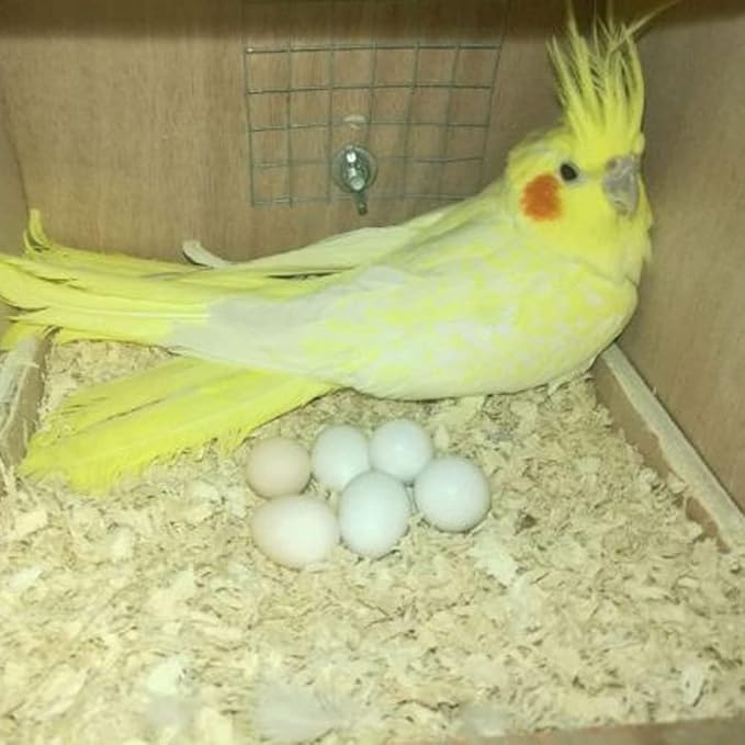 8Pcs Fake Bird Eggs, Stop Egg Laying fit Cockatiels, Green Cheeks, Lovebird, Ringneck Dove, Lorikeet, Bourke Parakeet, Quaker Parrots