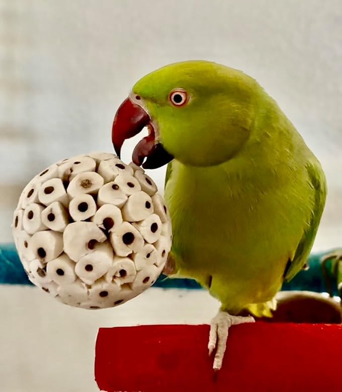 Sola Wood Bird Toy Bundle - Sola Balls & Sola Logs, Shreddable Chew Toys, Foot Toys, for Medium Birds, 10 Piece Set