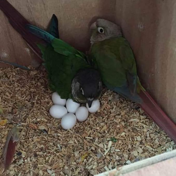 8Pcs Fake Bird Eggs, Stop Egg Laying fit Cockatiels, Green Cheeks, Lovebird, Ringneck Dove, Lorikeet, Bourke Parakeet, Quaker Parrots