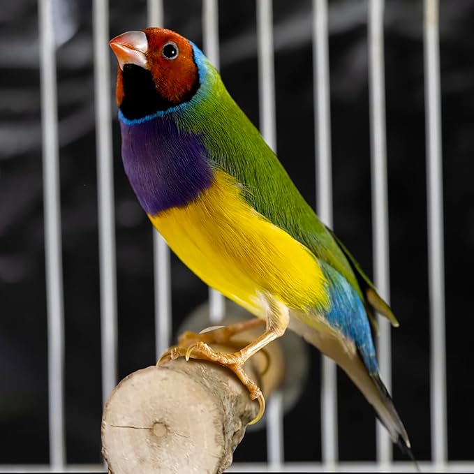 4 Pcs Natural Wood Bird Perch for Cage Parrot Stand, 2 Grape Wood Perches, A Stand Fork Standing Branch, A Paw Grinding Fork, Training Branches & Fork Toys for Parakeets, Budgies, Finches