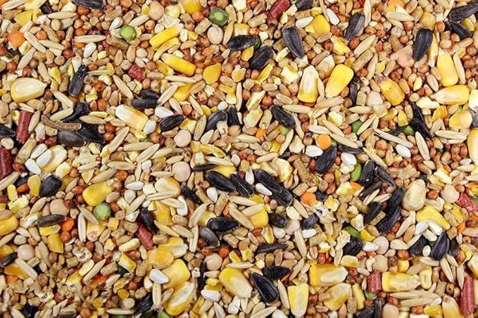 Chicken Feed, Whole Ingredient Chicken Treat, Wied Variety of Grains Poultry Feed (10 Pound (Pack of 1), Singer Mix)