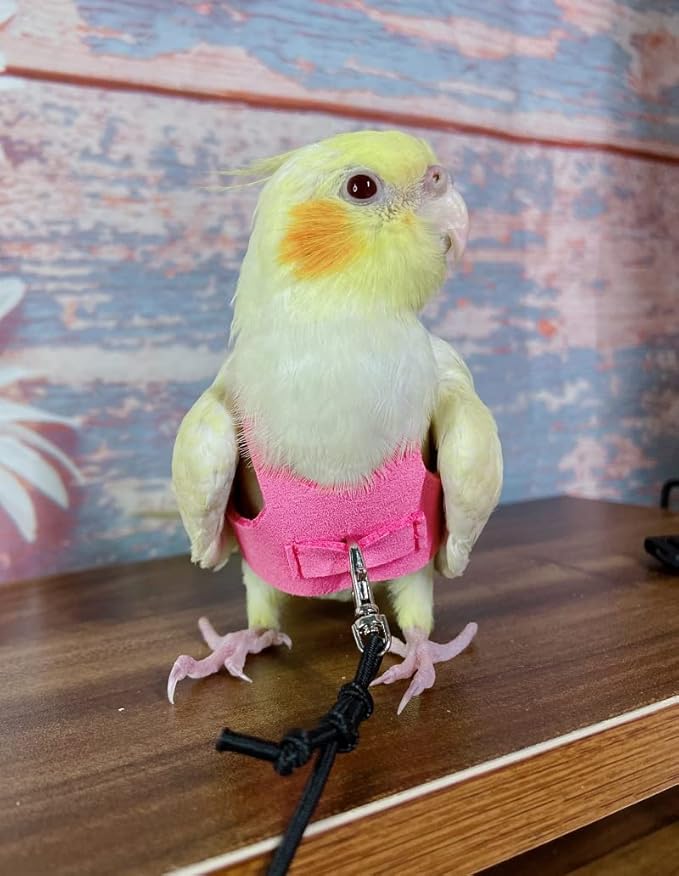 Bird Flight Harness Vest, Parrot Flight Suit with Leash for Parakeets Cockatiels Conures Budgies, Bird Flying Clothes with Rope and Handle for Outdoor Activities Training (2XL,Pink)