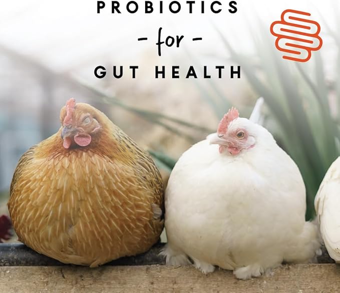 Manna Pro Chicken Feed, 16% Protein Layer Crumbles with Probiotics- Digestive Health, Complete Feed for Laying Hens to Support Egg Production, Nutrient-Rich Chicken Food, Made in USA, 8 lb(Pack of 2)