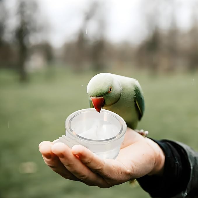 6PCS Small Bird Removable Transparent Bowl Parrot Food Feeder Hanging Seed Water Feeder Seed Water Feeders for Birds Such As Canaries and Parrots (with 6 Small Food Cups)