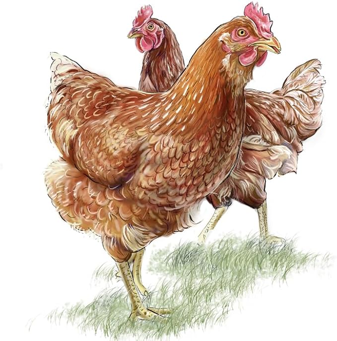 Poultry Digestion-Chick'n Gastro for All Poultry of All Ages. from Chick'N Swell Brand- Designed to Support Proper intestinal Health and Prevent Problems. 16.8 fl oz