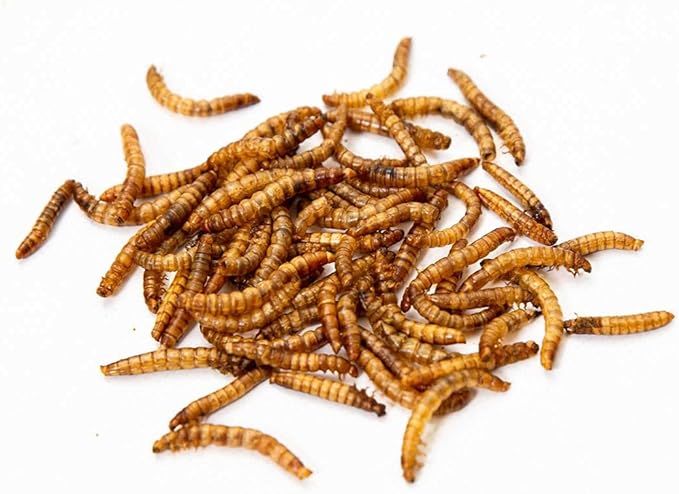 Chubby North American Grown Dried Mealworms | 2.5 lbs | Non-GMO High-Protein Treats for Chickens, Ducks & Wild Birds – Sustainable Chicken Feed