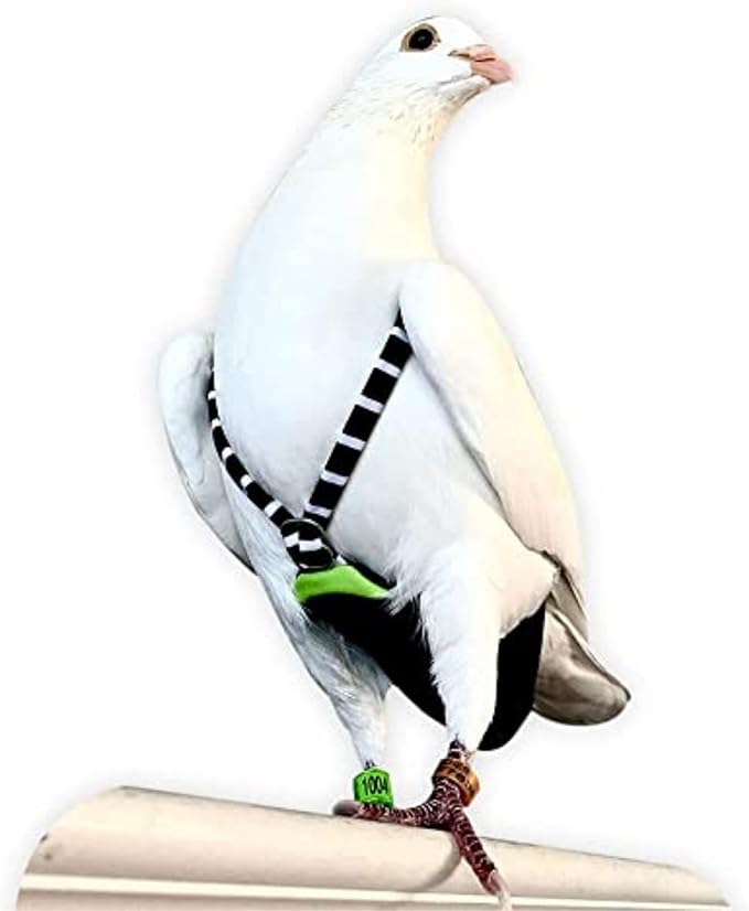 FLYPER Adjustable Mini Bird Diaper | Reusable, Washable Cloth | Comfort Fit for Parrots, Cockatiels, and Other Small Birds | Fashionable Avian Accessories Size 8.5
