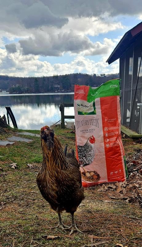 Nutrena Country Feeds 16% Layer Crumble Chicken Feed 50 Pounds