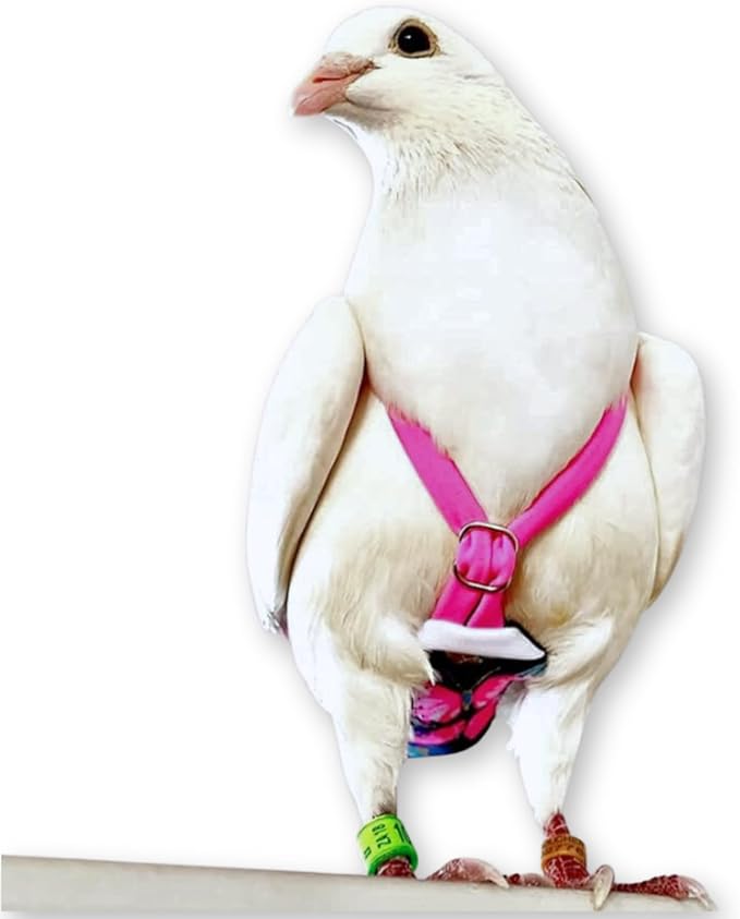 FLYPER Adjustable Mini Bird Diaper | Reusable, Washable Cloth | Comfort Fit for Parrots, Cockatiels, and Other Small Birds | Fashionable Avian Accessories Butterfly, Butterfly Bonanza, Size 8.5
