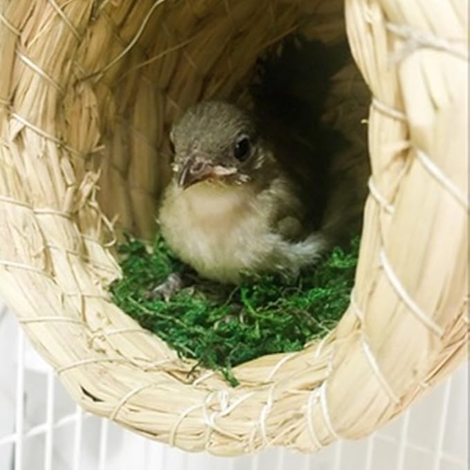 YJJKJ Pet Products Bird Nest Handwoven Straw House for Parakeets Cockatiels Parrot Budgie Or Small Pet (L, Green)