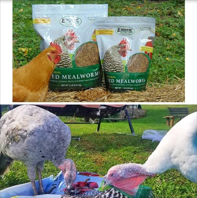 Exotic Nutrition 40 LB Bulk Dried Black Soldier Fly Larvae - High-Calcium Insect Treat - Chickens, Wild Birds, Bluebirds