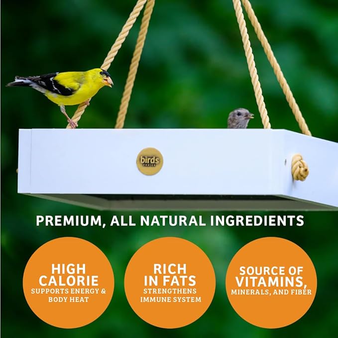 Birds Choice Trail Blazin' Spicy Bird Seed Cake | Squirrel Proof Wild Bird Food with Red Pepper | Black Oil Sunflower Seeds, Peanuts, Safflower & Pecans | High Protein Bird Feeder | 0.5 lbs (6-Pack)