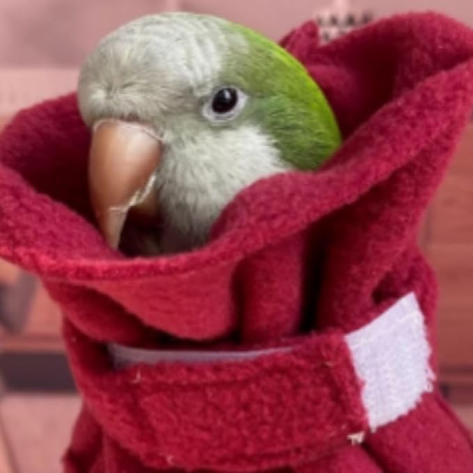 Bird Neck Collar Pet Parrot Anti-bite Picking Feather Healing Protective Neck Cover Collar for Lovebird Macaw Conure Cockatoo African Grey Random Color (XL)