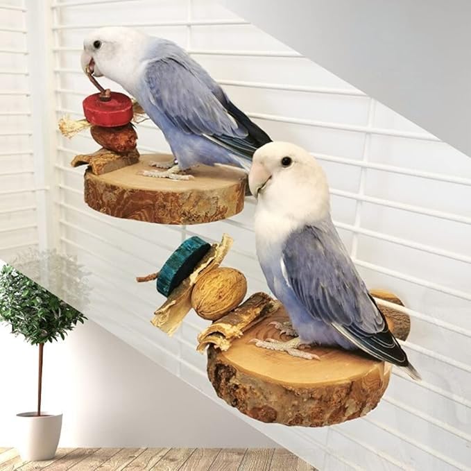 2PCS Natural Wood Perch Stand with Chewing Toy for Small Medium Pet Bird Parrot Budgie Parakeet Cockatiel Conure Lovebird Finch Canary Hamster Gerbil Rat Chinchilla Squirrel Cage Platform (Small)