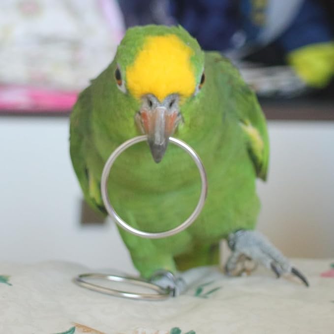 Fosrion Stainless Steel Parrot Ring Toss Toy, Interactive Training & Enrichment Toy for Parrots – Bite-Proof, Anxiety Relief, Exercise Fun for All Kinds of Parrot (Large)