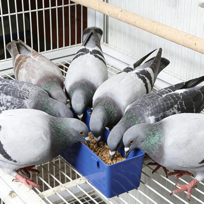 10 Pack Pigeon Plastic Feeder Bird Food Cup Water Bowl for Small Bird Pigeon Parrot Cockatiel Parakeet Conure Finch Chicken Quail Dove (Blue)