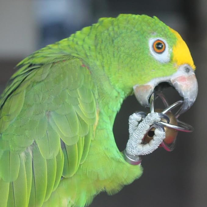 Fosrion Heavy Duty Stainless Steel Bird Toy for Large and Medium-Size Parrots - Chew-Proof Foraging Ball with Bell for Macaws, Cockatoos, African Greys (Large)