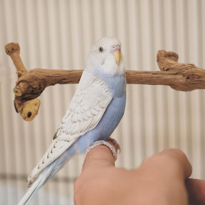 4 Pcs Natural Wood Bird Perch for Cage Parrot Stand, 2 Grape Wood Perches, A Stand Fork Standing Branch, A Paw Grinding Fork, Training Branches & Fork Toys for Parakeets, Budgies, Finches