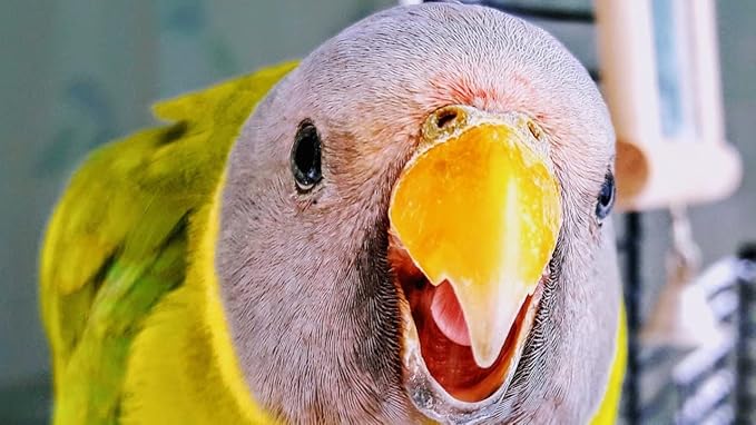 JW Pet Company Activitoy Double Axis Small Bird Toy, Colors Vary