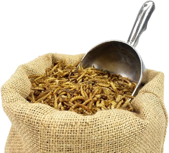 Chubby Dried Mealworms | 22 lbs | High-Protein Non-GMO Treats for Chickens, Ducks, Wild Birds & Backyard Pets
