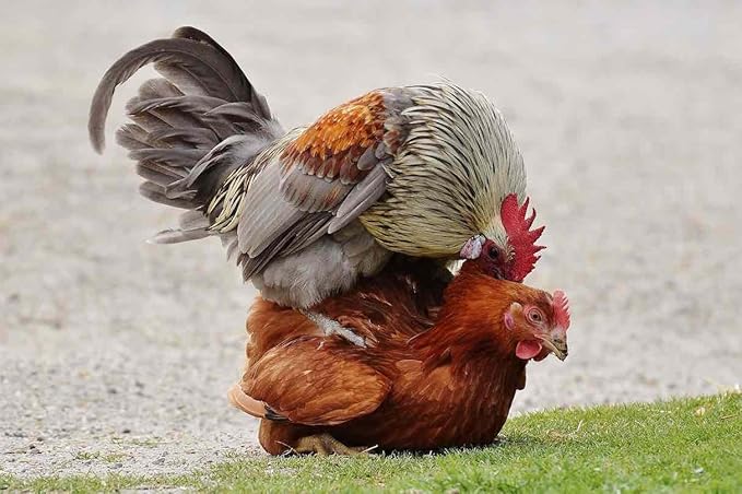 GALLOVITA for Roosters 100 Tablets Vitamins Minerals Aminoacids for Rooster Hens Chickens Gamefowl