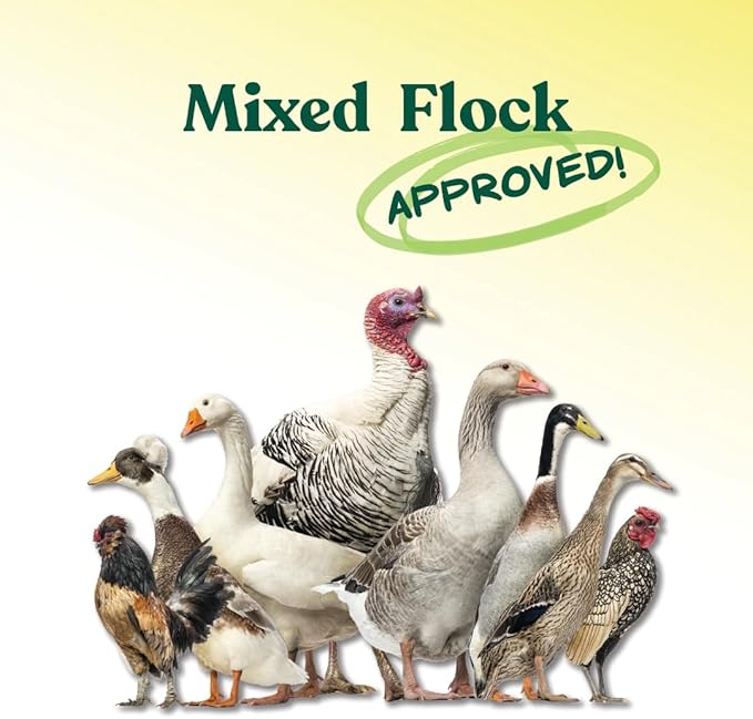 Manna Pro All Flock Crumbles – 16% Protein Complete Poultry Feed with Probiotics for Digestion, Crumbled Chicken & Game Bird Feed for All Flock Types, No Artificial Colors or Flavors, 25 lb