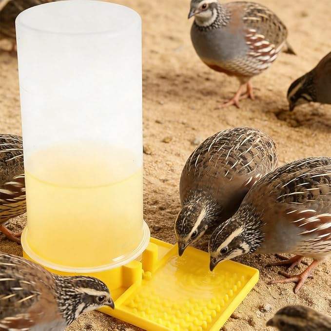 Large Capacity Quail Water Feeder with Small Cleaning Brush,Button Quail Supplies for coturnix cage,Baby Chick Water Feeder for Poultry Starter,Universal for Baby Chicks/Baby Birds(3pcs)