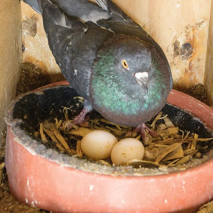 Premier 1 Easy to Clean Plastic Nest for Pigeons (Nesting Mat - 10 Pack)