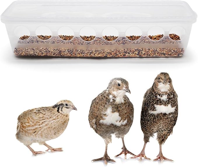 Button Quail Transparent Feeder Flip Top Seed Food Container (8 Holes)