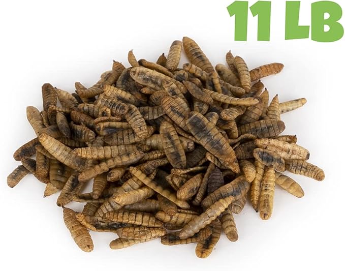 North American Grown Dried Black Soldier Fly Larvae (11 lbs) - More Calcium Than Mealworms - Treats for Chickens, Wild Birds, & Reptiles