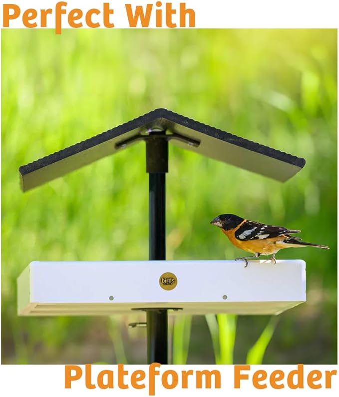 Birds Choice Trail Blazin' Spicy Bird Seed Cake | Squirrel Proof Wild Bird Food with Red Pepper | Black Oil Sunflower Seeds, Peanuts, Safflower & Pecans | High Protein Bird Feeder | 0.5 lbs (6-Pack)