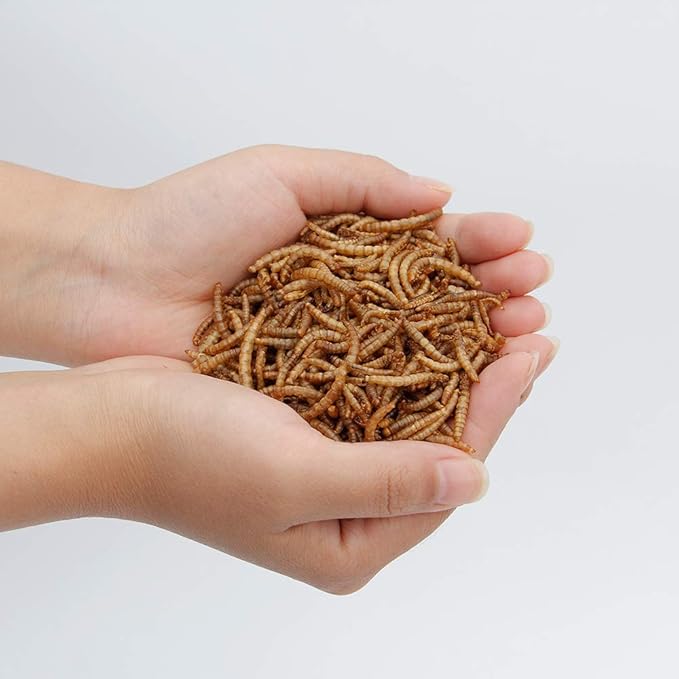 22 lbs Non-GMO Dried Mealworms for Wild Bird Chicken Fish,High-Protein,Lrage Meal Worms.