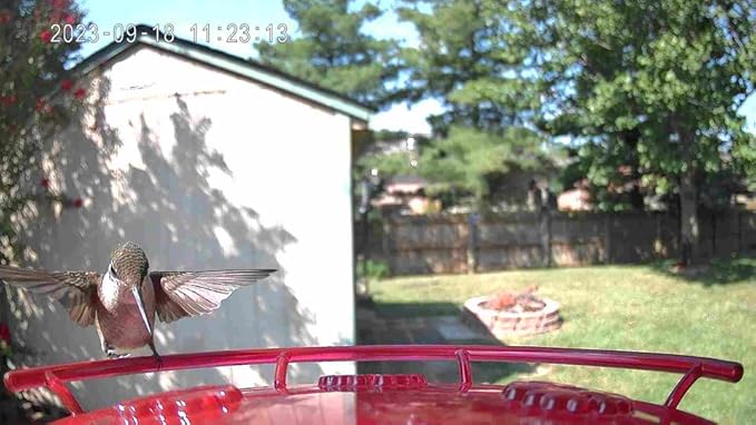 JCS Wildlife Smart 2-in-1 Hummingbird Feeder with Camera, Solar Roof, AI Bird Identification, 1080 HD Live Video, Automatically Capture Videos and Images, Great Gift for Birders