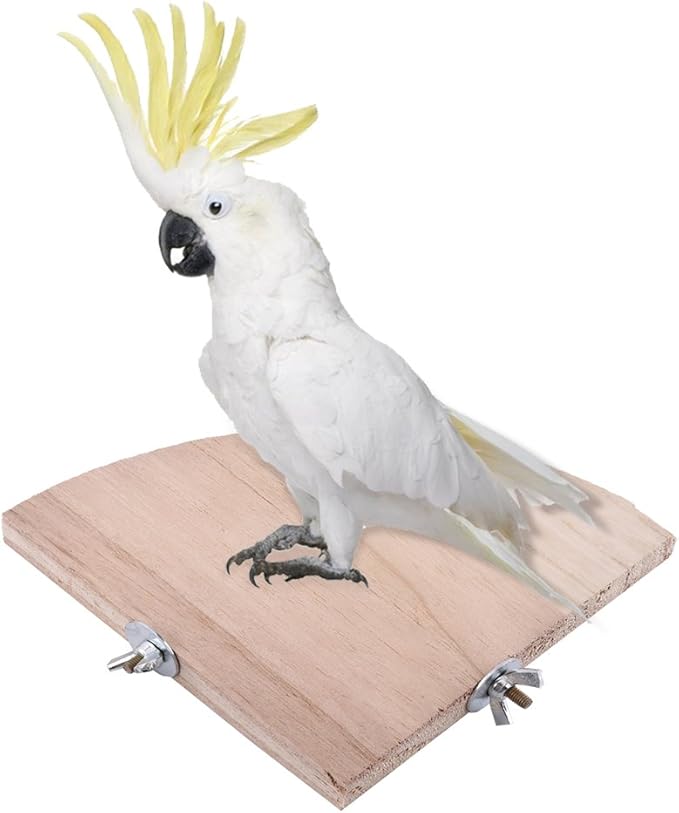 Fdit Bird Wooden Stand Fan Shaped Design for Parrot Cockatiel Parakeet