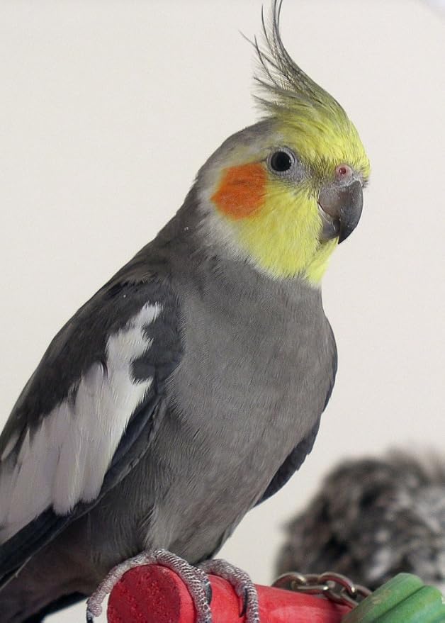 30 LB ABBA 1600C Cockatiel Bird Seed