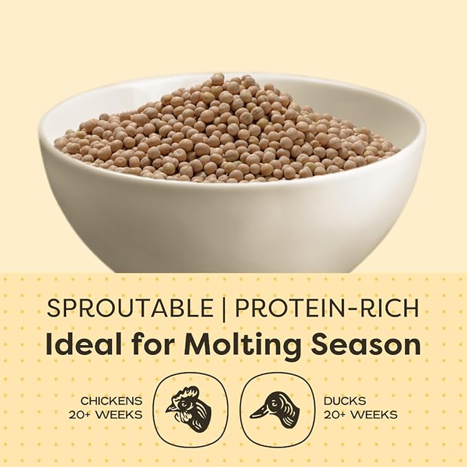 Scratch and Peck Whole Peas Chicken, Duck and Livestock Supplemental Grain - 20% Protein, Certified Organic and Non-GMO Project Verified Chicken Food - 40 lbs Bag