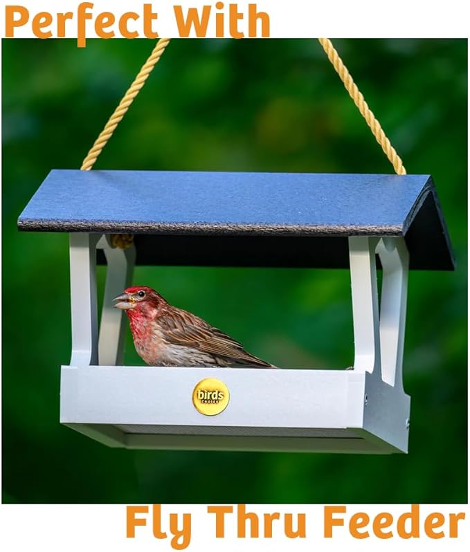 Birds Choice Trail Blazin' Spicy Bird Seed Cake | Squirrel Proof Wild Bird Food with Red Pepper | Black Oil Sunflower Seeds, Peanuts, Safflower & Pecans | High Protein Bird Feeder | 0.5 lbs (6-Pack)