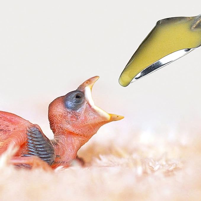 Pet Baby Bird Special Feeding Scoops Medicine Spoons Hand Feeding Spoons for Cockatiel Parrot Parrot Feeding Spoon