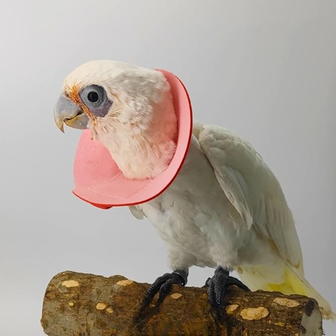 Pet Parrot Anti-bite Elizabethan Collars, Anti-Grab Feather Plucking Wound Healing Safety Collar, Protective Recovery Cones for Budgerigar Lovebird Cockatiel Cockatoo (Medium)