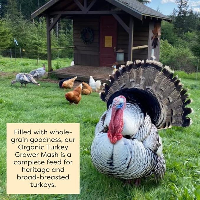 Scratch and Peck Feeds Whole Grain Grower Mash + Corn Turkey Feed - 40 lbs Bag - Soy-Free - 20.5% Protein, Certified Organic and Non-GMO Project Verified Turkey Food